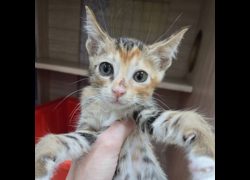 臺南市動物之家灣裡站,編號:456772, 混種貓                 