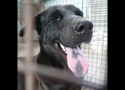 臺南市動物之家灣裡站,編號:459388, 混種犬          