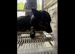 臺南市動物之家善化站,編號:459479, 混種犬          