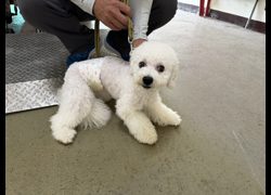 桃園市動物保護教育園區,編號:459480, 比熊犬