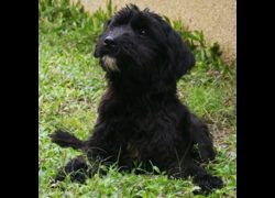 花蓮縣狗貓躍動園區,編號:287855, 混種犬          
