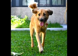 花蓮縣狗貓躍動園區,編號:388784, 混種犬          
