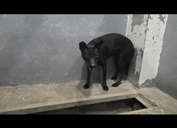 新竹市動物保護教育園區,編號:459548, 混種犬          