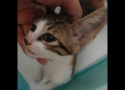 臺南市動物之家灣裡站,編號:459599, 混種貓                 