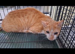 臺中市動物之家后里園區,編號:459722, 混種貓                 