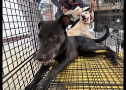桃園市動物保護教育園區,編號:459730, 混種犬          