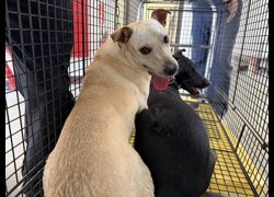 桃園市動物保護教育園區,編號:459733, 混種犬          