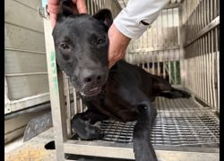 桃園市動物保護教育園區,編號:459735, 混種犬          