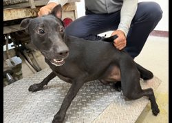 桃園市動物保護教育園區,編號:459737, 混種犬          