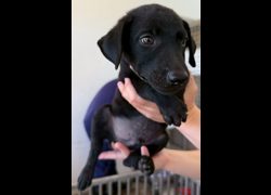花蓮縣狗貓躍動園區,編號:459803, 混種犬          