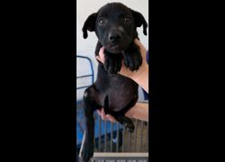 花蓮縣狗貓躍動園區,編號:459804, 混種犬          