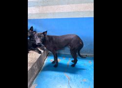苗栗縣動物保護教育園區,編號:459914, 混種犬          
