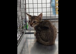 嘉義市動物保護教育園區,編號:459944, 混種貓                 
