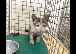 臺北市動物之家,編號:459954, 混種貓                 