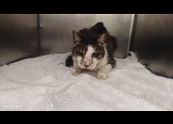 臺北市動物之家,編號:460025, 混種貓                 