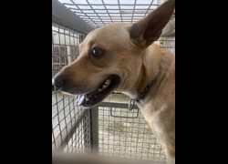 臺南市動物之家善化站,編號:460037, 混種犬          