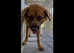 花蓮縣狗貓躍動園區,編號:460066, 混種犬          