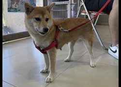 高雄市壽山動物保護教育園區,編號:460129, 柴犬                  