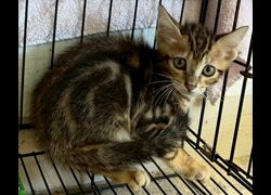 花蓮縣狗貓躍動園區,編號:460134, 混種貓                 