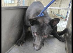 臺北市動物之家,編號:460241, 混種犬          