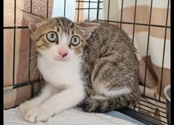 臺北市動物之家,編號:460246, 混種貓                 