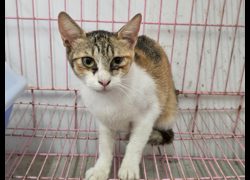 臺北市動物之家,編號:460250, 混種貓                 