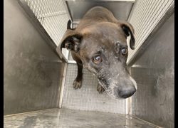 臺北市動物之家,編號:460313, 混種犬          