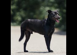 新北市中和區公立動物之家,編號:435719, 混種犬          