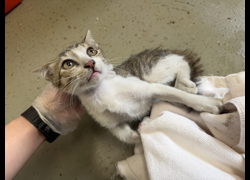 桃園市動物保護教育園區,編號:460461, 混種貓                 