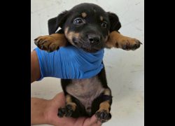 花蓮縣狗貓躍動園區,編號:460558, 混種犬          