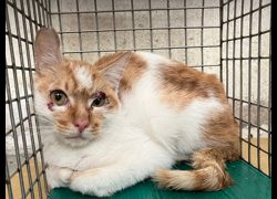 臺北市動物之家,編號:460573, 混種貓                 