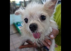 臺南市動物之家灣裡站,編號:460544, 長毛吉娃娃