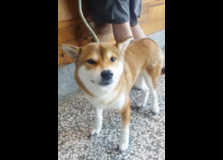宜蘭縣流浪動物中途之家,編號:460590, 柴犬                  