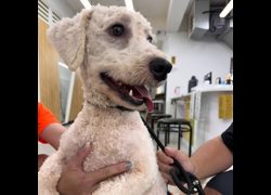 基隆市寵物銀行,編號:460692, 比熊犬