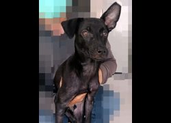 嘉義市動物保護教育園區,編號:460715, 混種犬          