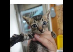 臺南市動物之家灣裡站,編號:460628, 混種貓                 