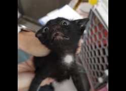 臺南市動物之家灣裡站,編號:460724, 混種貓                 