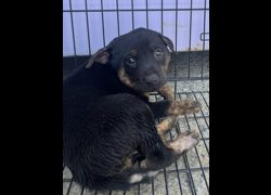 彰化縣流浪狗中途之家臨時收容所,編號:460807, 混種犬          