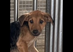 澎湖縣流浪動物收容中心,編號:461056, 混種犬          