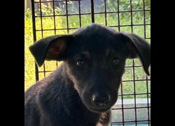 澎湖縣流浪動物收容中心,編號:461058, 混種犬          