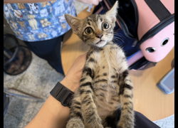 桃園市動物保護教育園區,編號:461078, 混種貓                 