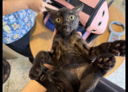 桃園市動物保護教育園區,編號:461079, 混種貓                 