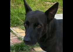 澎湖縣流浪動物收容中心,編號:461059, 混種犬          