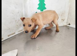 高雄市燕巢動物保護關愛園區,編號:461171, 混種犬          
