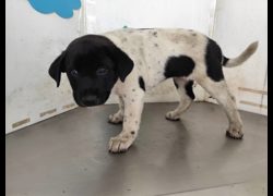 高雄市燕巢動物保護關愛園區,編號:461172, 混種犬          