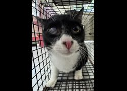 苗栗縣動物保護教育園區,編號:461214, 混種貓                 