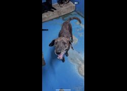 苗栗縣動物保護教育園區,編號:461312, 混種犬          