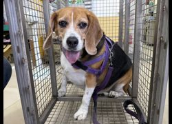 高雄市壽山動物保護教育園區,編號:461315, 米格魯犬