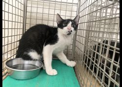 臺北市動物之家,編號:461515, 混種貓                 