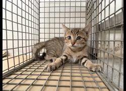 臺北市動物之家,編號:461525, 混種貓                 